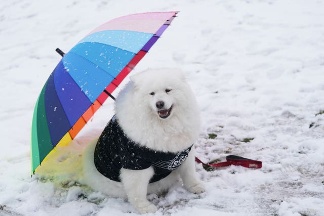 A Samoyed dog named Felicity sits by an umbrella on the first day of the Crufts Dog Show