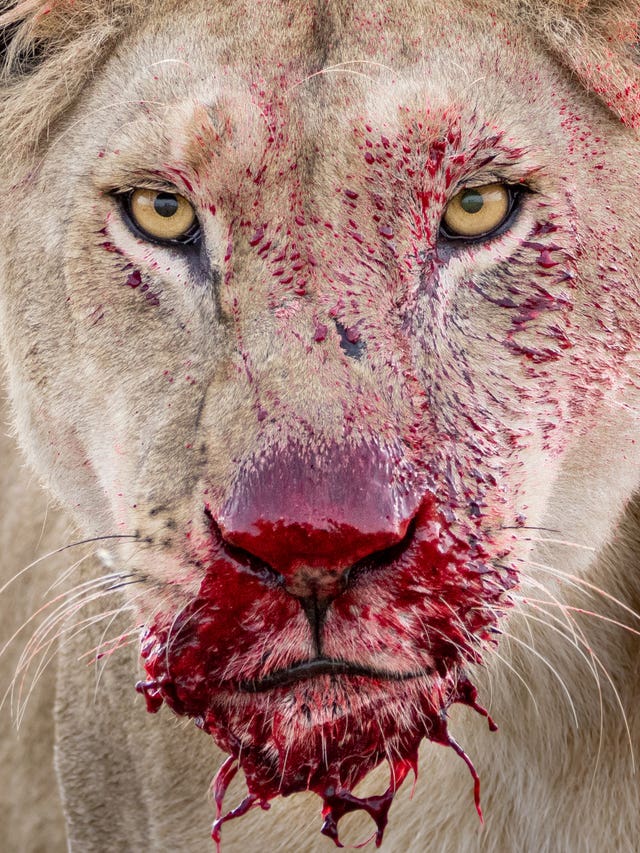 Raw moment by Lara Jackson, of a lioness in Tanzania’s Serengeti National Park, was highly commended in Wildlife Photographer of the Year Animal Portraits Award (Lara Jackson/Wildlife Photographer of the Year/PA)