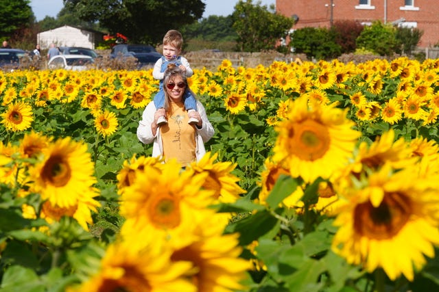 Ashley Speirs with 18-month-old Leo on her shoulders walking among sunflowers in Mundles Farm in East Boldon, south Tyneside