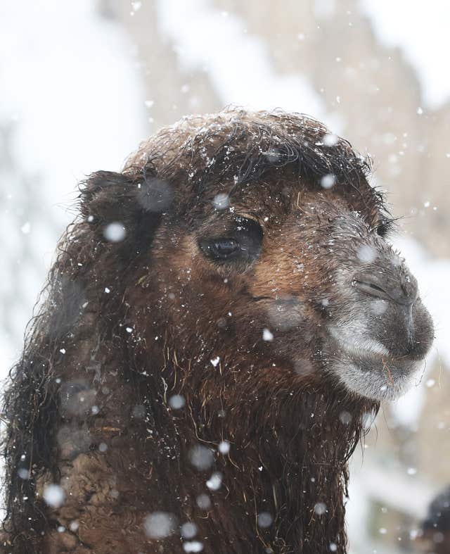 A camel looks unfazed by the weather at Mainsgill Farm, North Yorkshire (Owen Humphreys/PA)