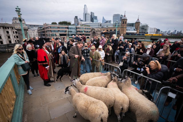 Sheep Drive – London