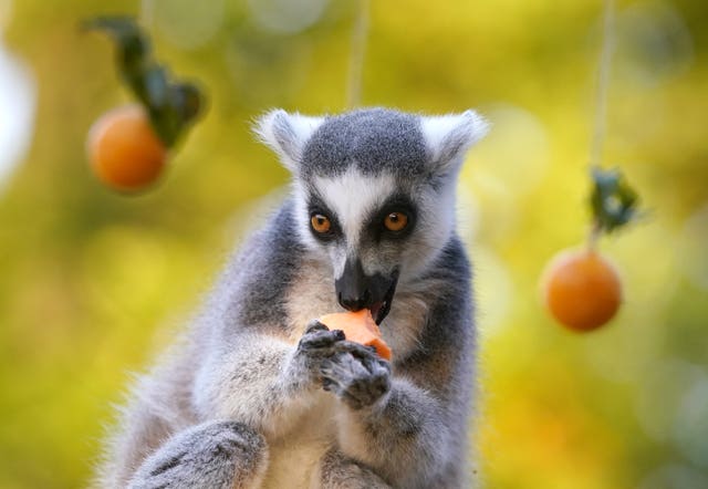 Lemurs