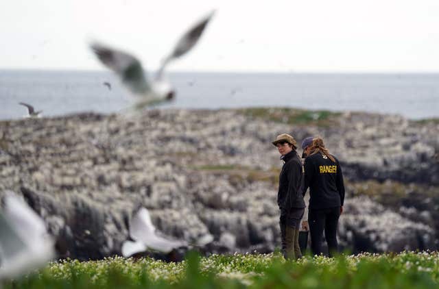 Rangers on the Farne Islands surrounded by puffins