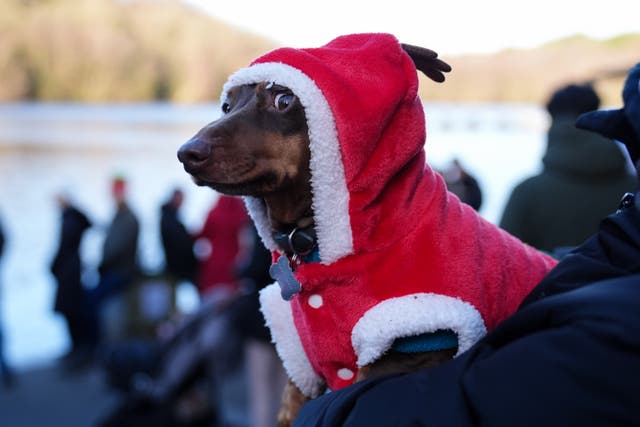A dog wearing a Christmas coat