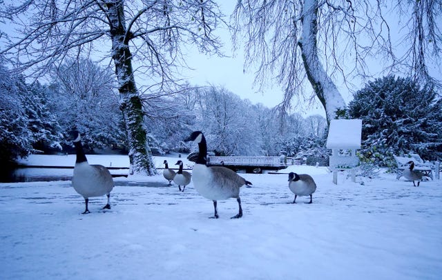 Ducks walking across snow-covered ground