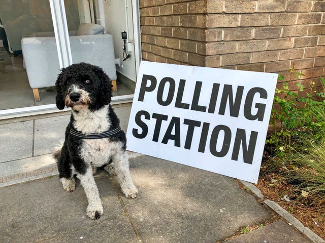 Henry the labradoodle outside the polling station at Spike Island in Bristol