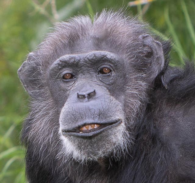Koko the chimpanzee turns 50