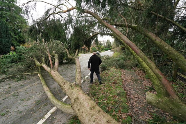 A person walking past a fallen tree 