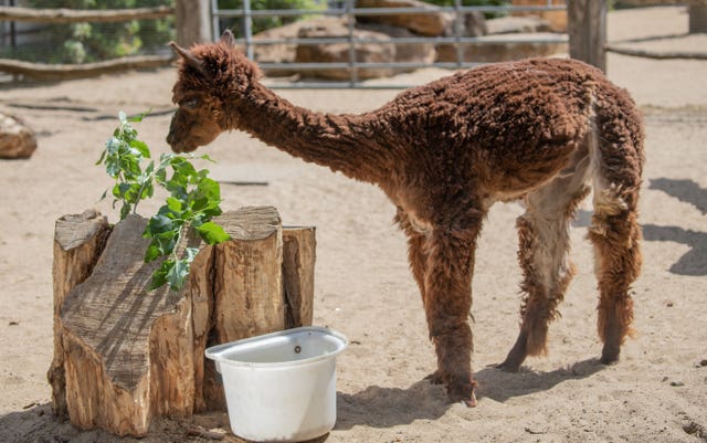 Undated handout photo issued by ZSL London Zoo of Trigger the alpaca after a lockdown haircut at the zoo to keep him cool during the country-wide heatwave