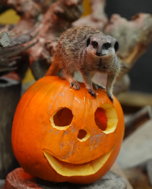 A meerkat on a pumpkin at Blair Drummond Safari Park