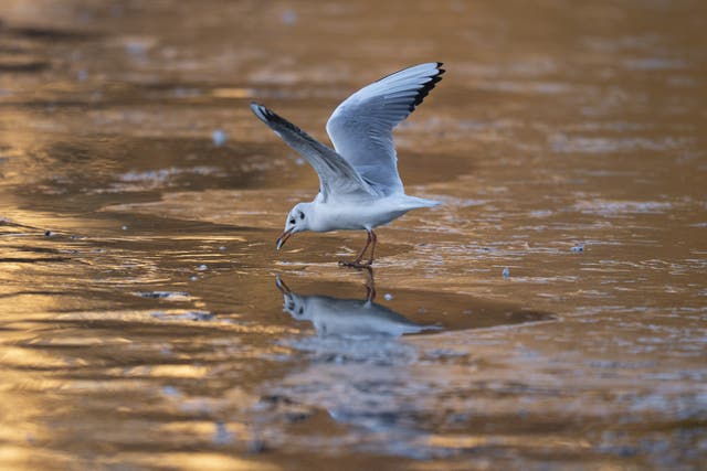A gull on an icy stretch of water