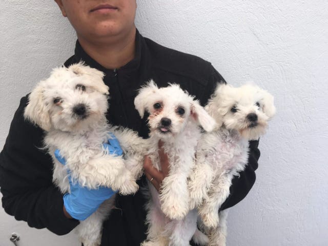 Three Maltese puppies smuggled from Romania 