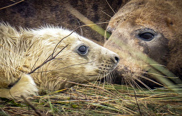 Donna Nook seals