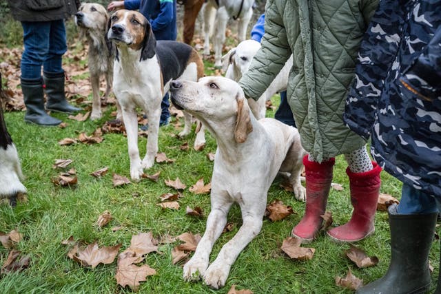 Hounds meet members of the public during the Tedworth Hunt’s Boxing Day meet in Pewsey 