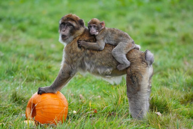 A macaque parent carrying its child with a pumpkin at Blair Drummond Safari Park 