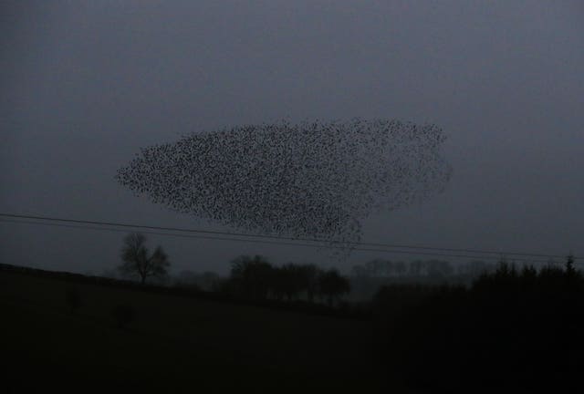 Starling Murmuration