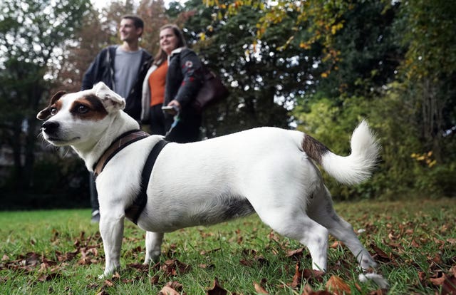Jack Russell helps students’ mental health