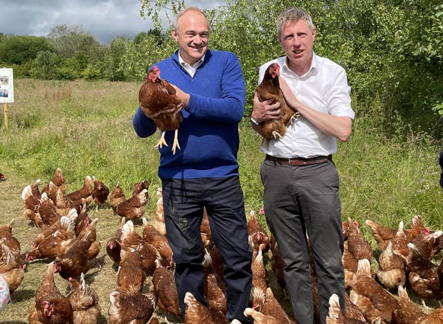 Sir Ed Davey hold a chicken while a flock of chickens run about his feet