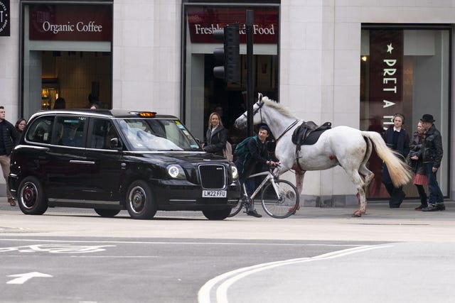 Horse incident in London
