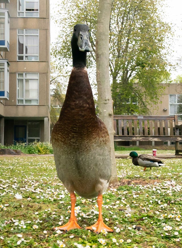 Long Boi, the York university campus duck 