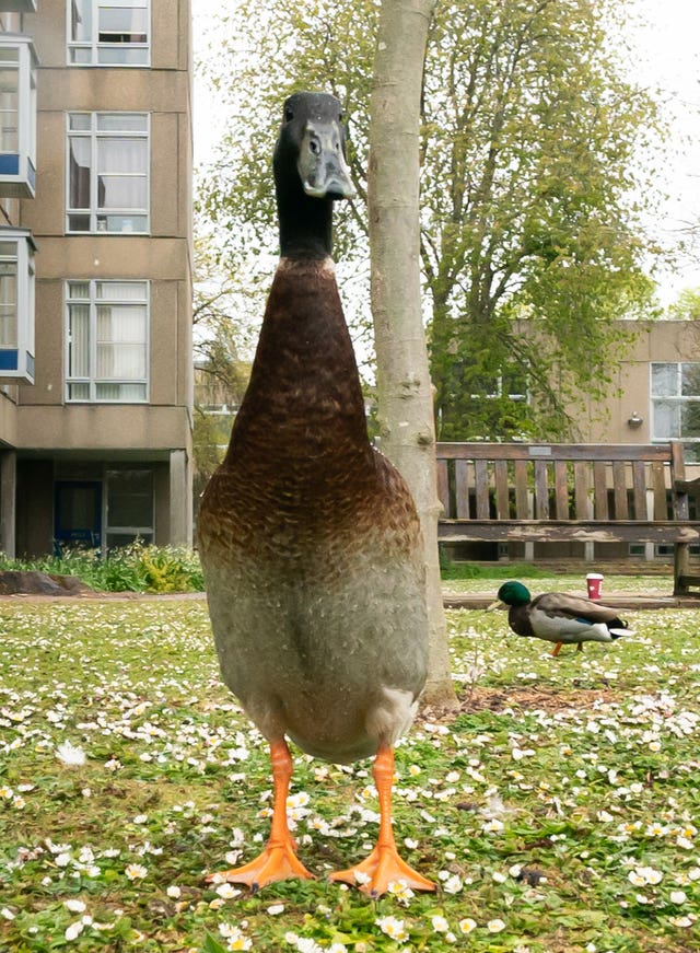 Famous University of York duck Long Boi feared to be dead | St Helens Star