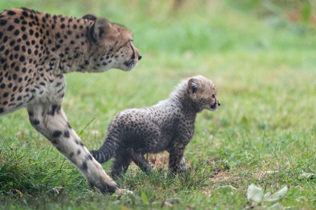 An 8-week-old cheetah cub, the first cub born at the park in ten years, explores her enclosure for the first time with her mother Kilima at Africa Alive in Suffolk. Picture date: Sunday October 3, 2021