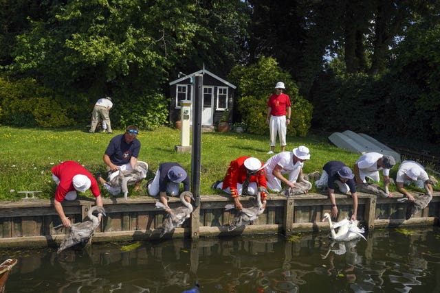 Swan Upping