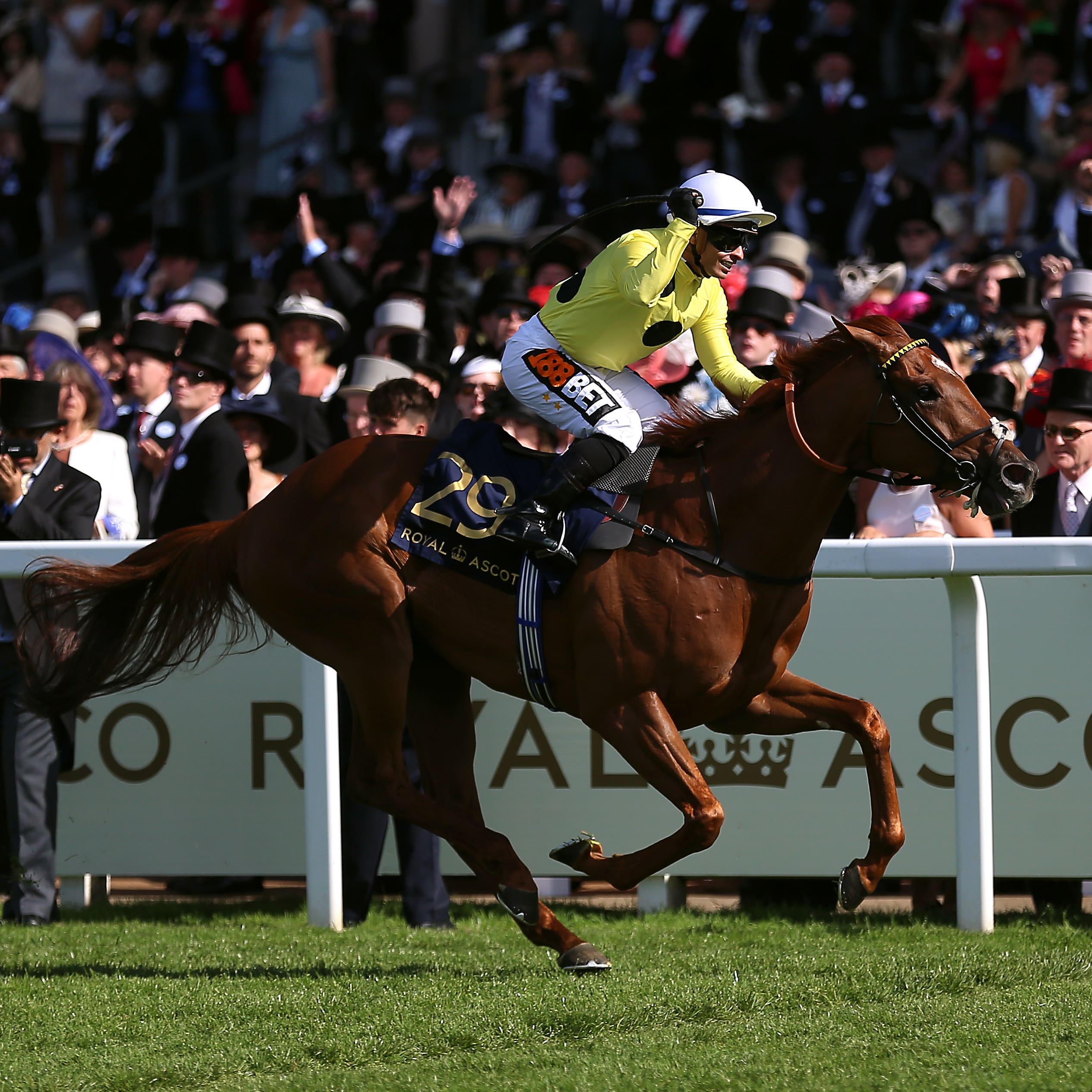 Ostilio spreadeagled the field at Royal Ascot