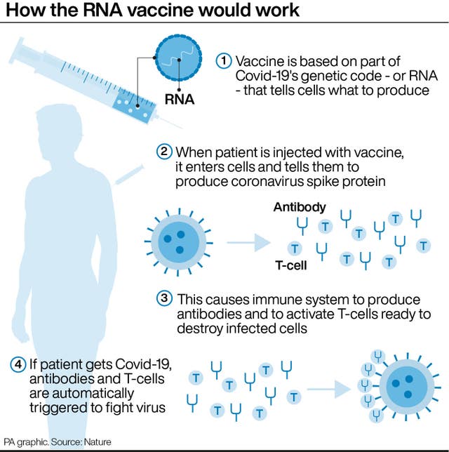 How the RNA vaccine would work 