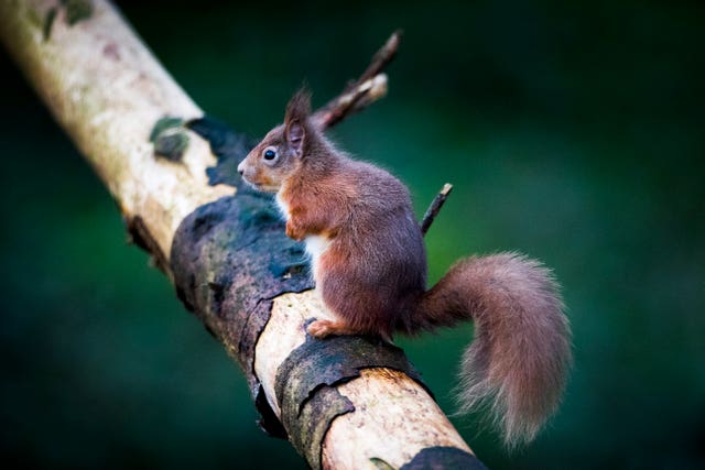 NI red squirrel initiative