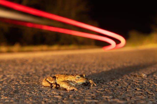 A toad on a road with the red lights of a car zooming behind it 