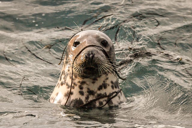 A female Atlantic grey seal in the sea covered in seaweed