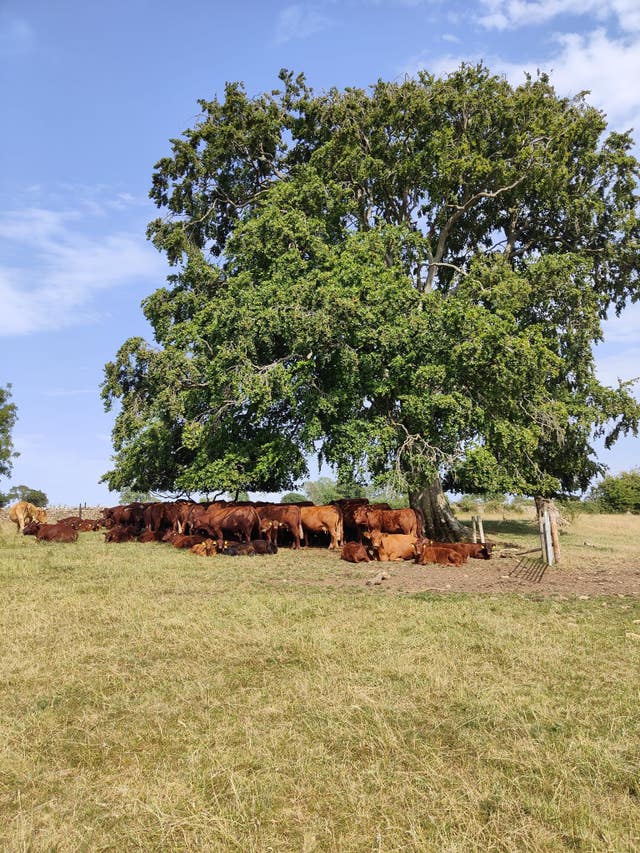 Cows on a farm in Gloucestershire take shade during the heatwave