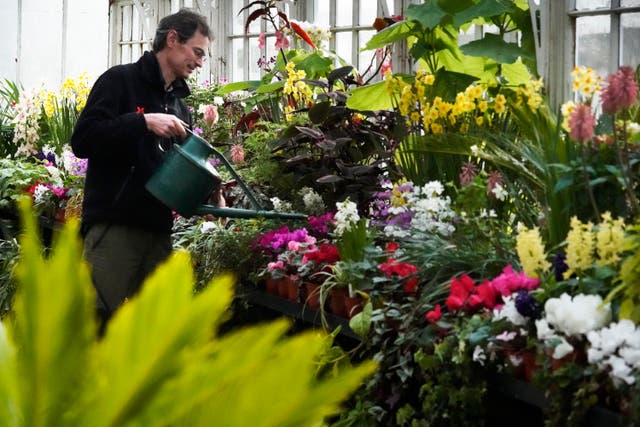 A gardener attends to plants inside a greenhouse