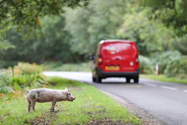 Pigs looking for acorns during Pannage at the New Forest