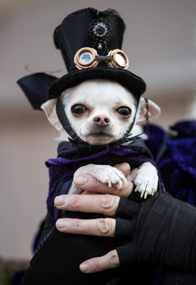 A dog attends the Whitby Goth Weekend in Whitby