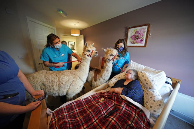 Resident Sylvia Hughes (right) at the Oaks Care Home in Newtown, Powys, receives a visit from two alpacas for therapeutic value