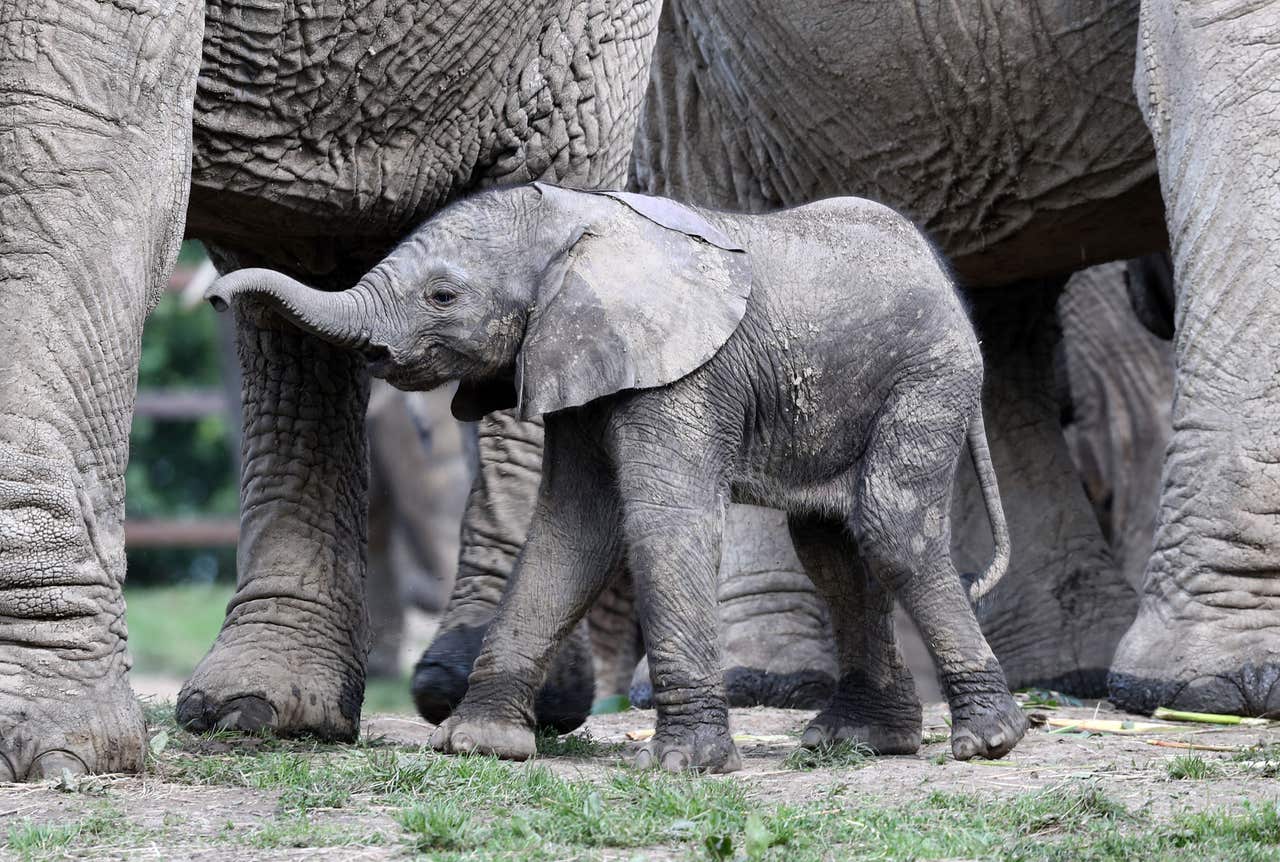 Watch this newborn baby elephant begin to explore the world