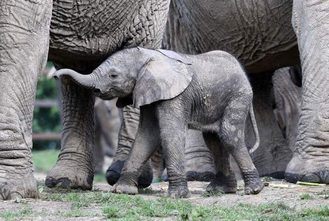 Baby elephant at Howletts Wild Animal Park