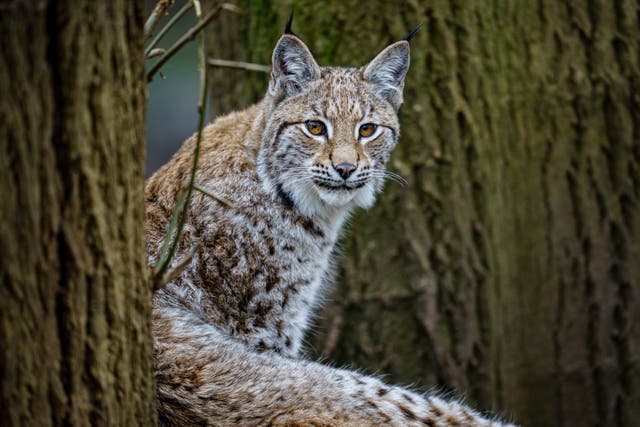 A lynx