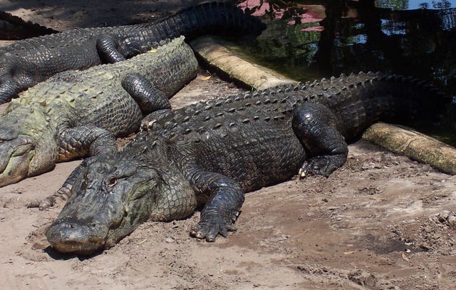 Crocodile research