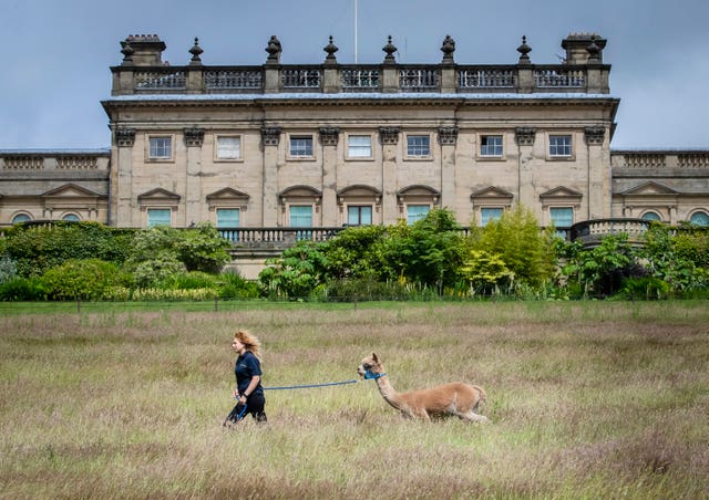 Alpaca walking at Harewood House