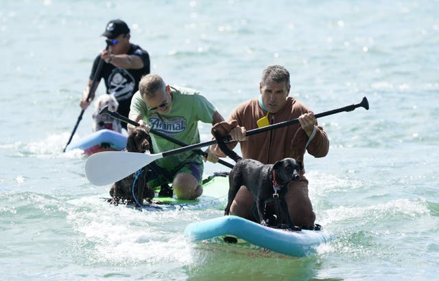 UK Dog Surfing Championships