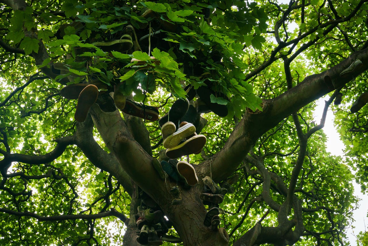 E tree. Платан в Англии. Платан мексиканский. Дерево Платан в Уругвае. Платан-динозавр.