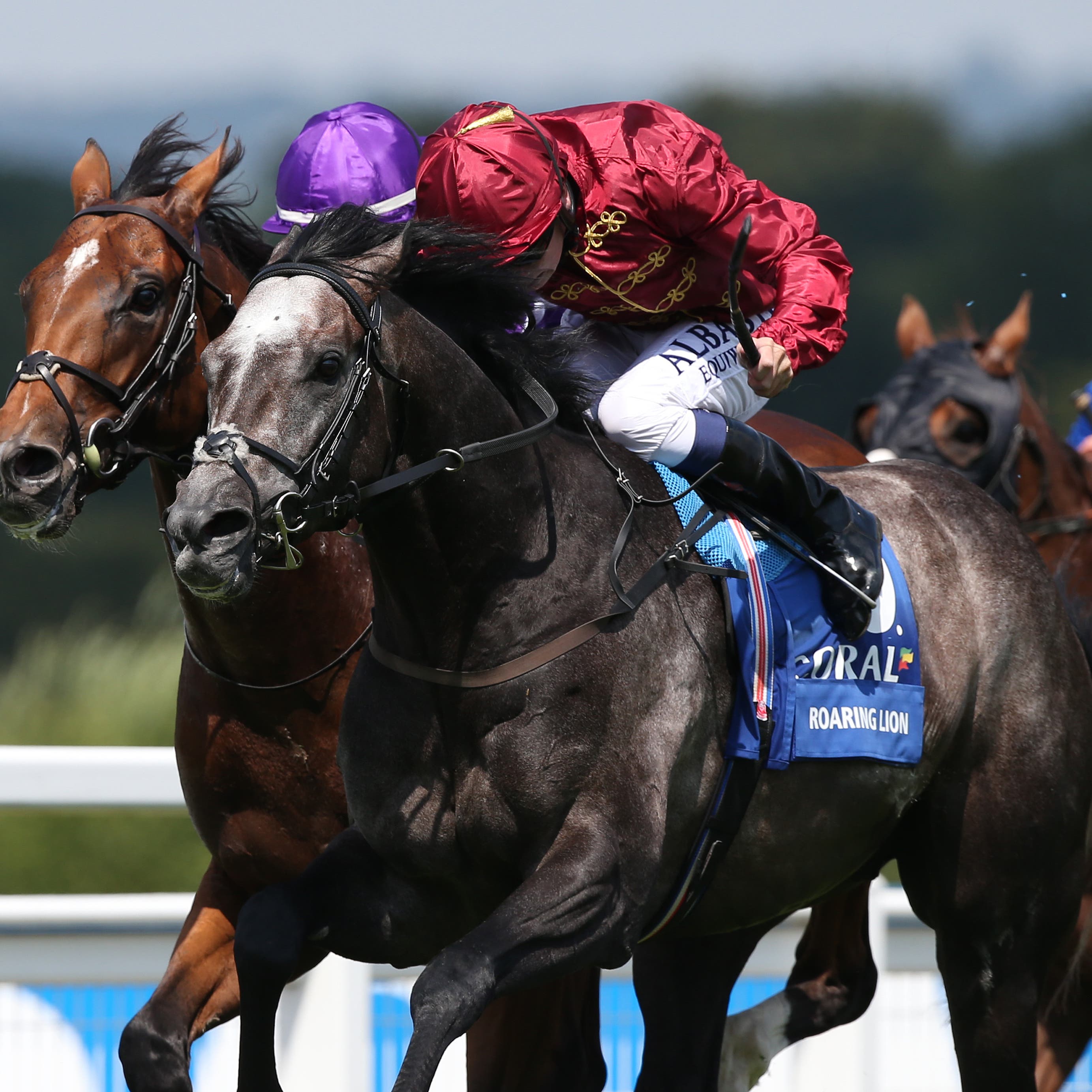 Roaring Lion who took part in a racecourse gallop at Newmarket on Saturday