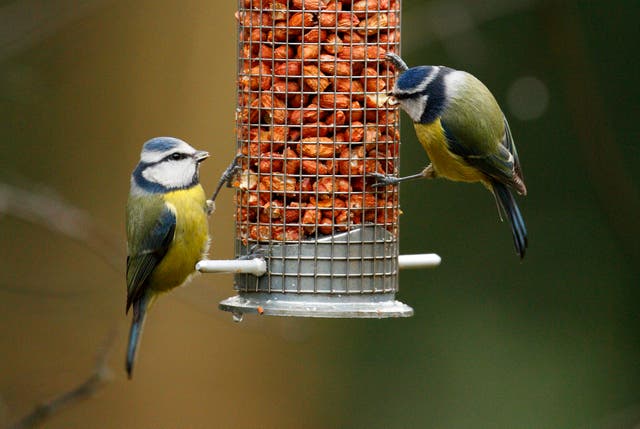 Garden Birds – Hampshire