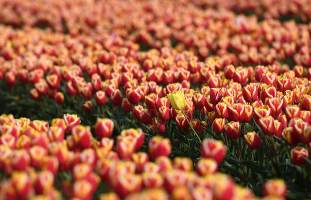 Spring tulips in Norfolk