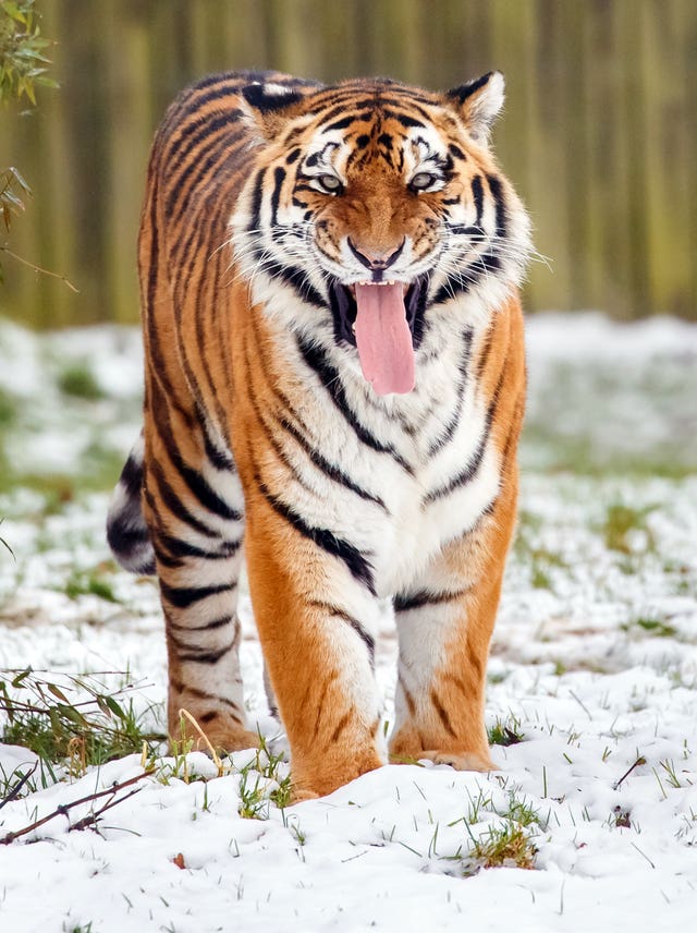 An Amur tiger