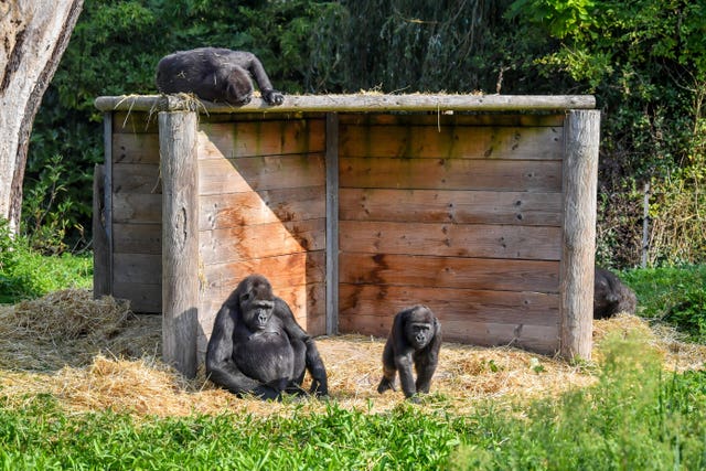 Gorilla family at Bristol Zoo