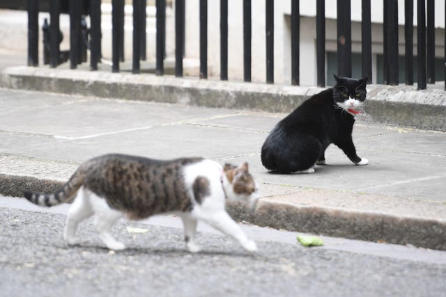 Palmerston's former rival Larry the Cat paid tribute to his former foe (Victoria Jones/PA)
